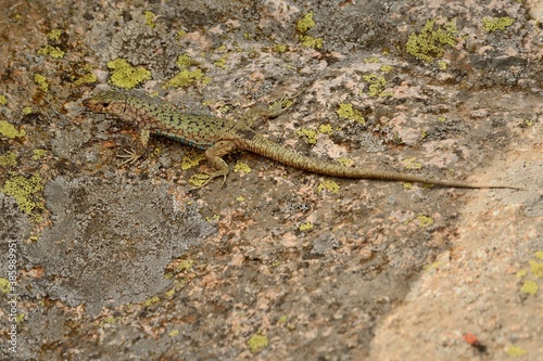 Bedriaga rock lizard - Archaeolacerta bedriagae lizard in family Lacertidae, only found on the islands Corsica (bedriagae) and Sardinia (sardus), also called Lacerta bedriagae
