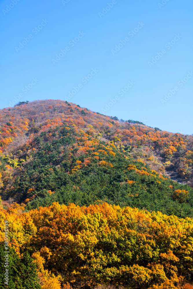 Collection of Beautiful Colorful Autumn Leaves 
