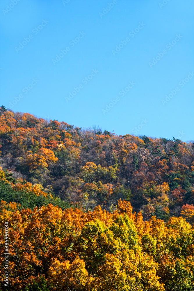 Collection of Beautiful Colorful Autumn Leaves 
