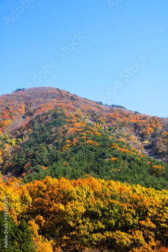Collection of Beautiful Colorful Autumn Leaves 