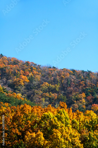 Fototapeta Naklejka Na Ścianę i Meble -  Collection of Beautiful Colorful Autumn Leaves 
