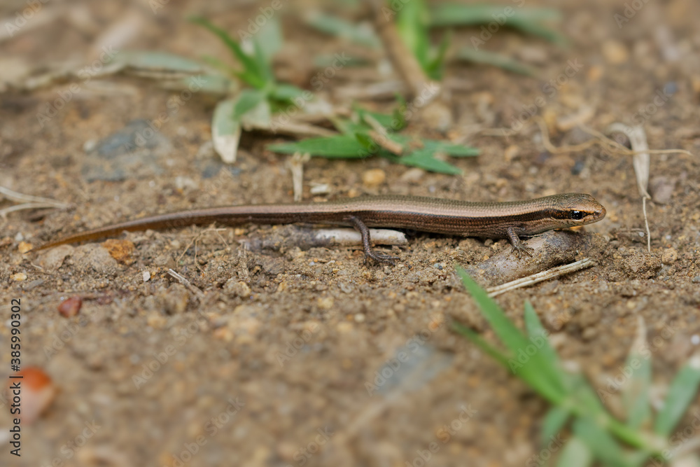 Snake-eyed Skink - Ablepharus kitaibelii also European copper or European snake-eyed skink, Juniper or Snake-eyed skink, lizard in Scincidae, endemic to Eastern Europe and Southwestern Asia Snake-eyed Skink - Ablepharus kitaibelii also European copper or European snake-eyed skink, Juniper or Snake-eyed skink, lizard in Scincidae, endemic to Eastern Europe and Southwestern Asia