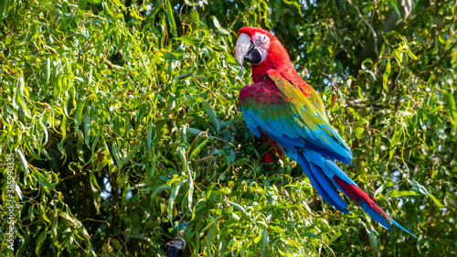 Red and Green Macaw Perched in a Tree
