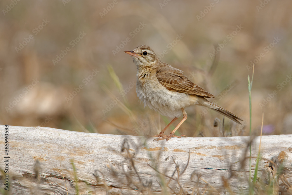 Tawny Pipit - Anthus campestris sitting medium-large passerine bird, breeds from northwest Africa and Portugal to Central Siberia and on to Inner Mongolia Tawny Pipit - Anthus campestris sitting medium-large passerine bird, breeds from northwest Africa and Portugal to Central Siberia and on to Inner Mongolia
