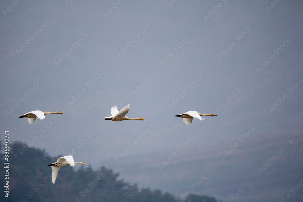 Korean winter migratory birds
