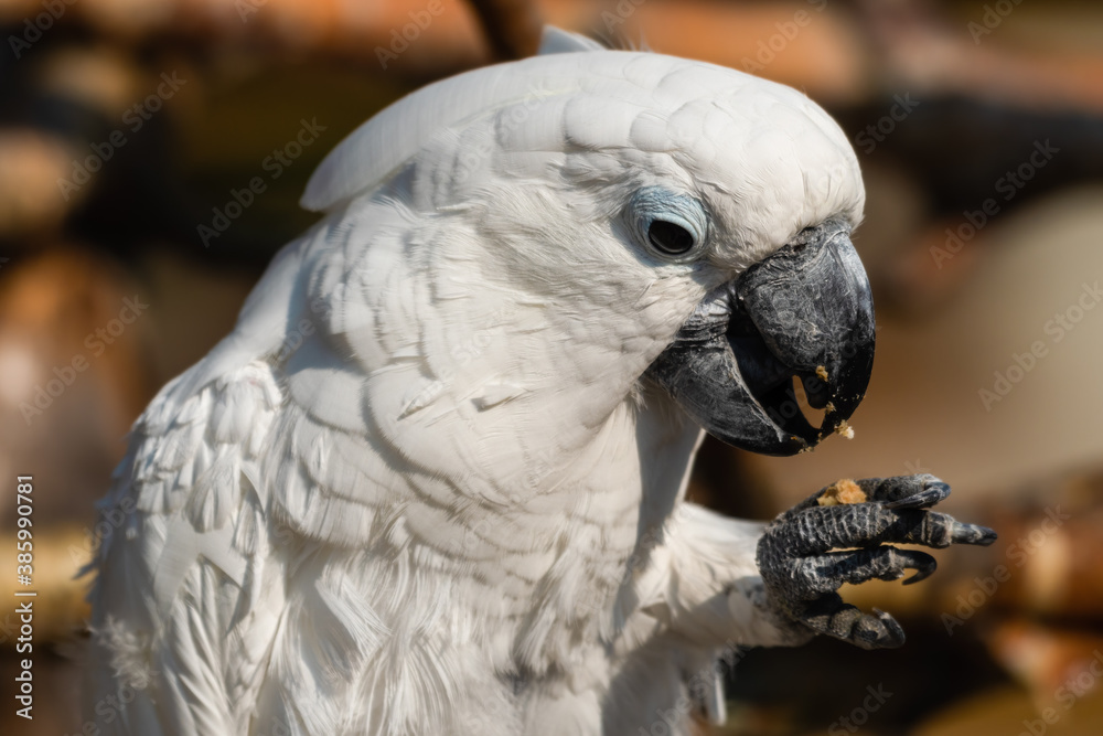 Obraz premium Umbrella Cockatoo Feeding on a Monkey Nut