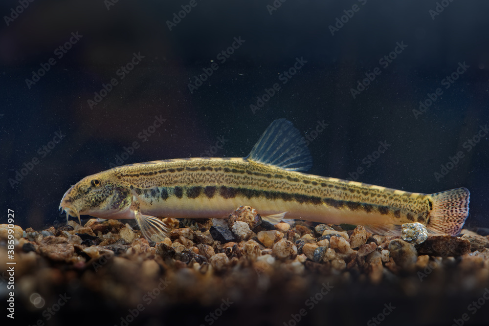 Bulgarian spined loach - Cobitis strumicae species of ray-finned fresh water fish in the family Cobitidae. It is found in Bulgaria and Greece Bulgarian spined loach - Cobitis strumicae species of ray-finned fresh water fish in the family Cobitidae. It is found in Bulgaria and Greece