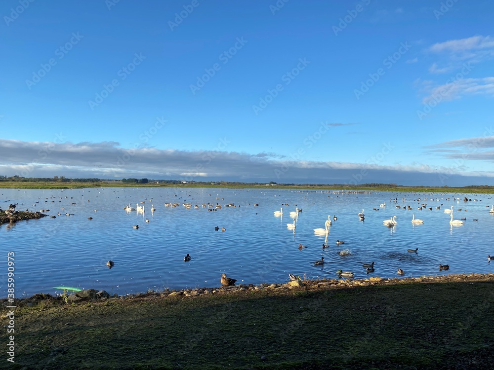 Whooper Swans, Geese and Ducks at Martin Mere Nature Reserve