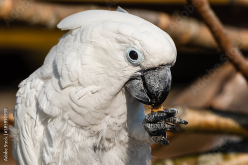 Tableau sur toile Umbrella Cockatoo Feeding on a Monkey Nut