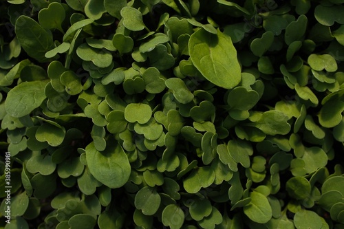 green leaves background