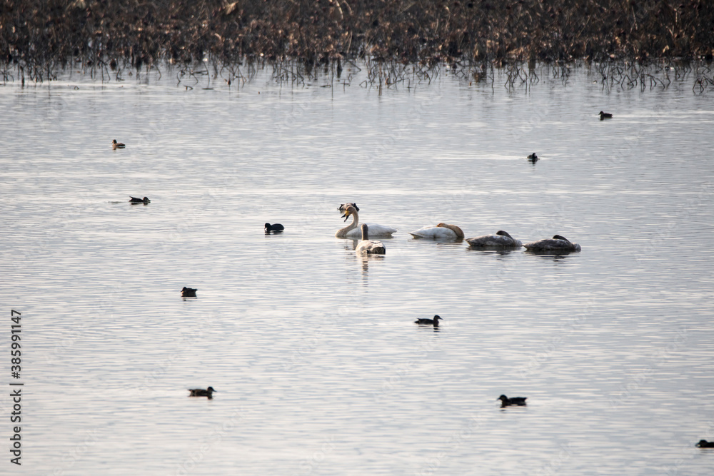 Korean winter migratory birds
Korean winter migratory birds