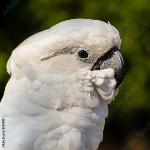 Umbrella Cockatoo Close Up Portrait