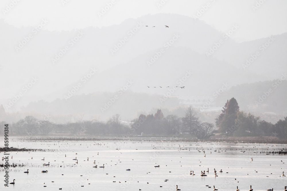 Naklejka premium Korean winter migratory birds 