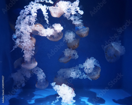 South American sea nettle (Chrysaora plocamia) is a species of jellyfish from the family Pelagiidae © Tatiana