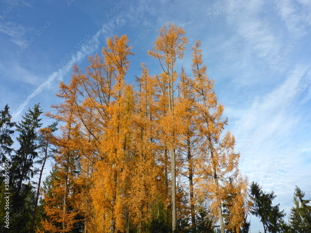 Fototapeta premium Lärchen mit herbstlich gefärbten Nadeln und blauem Himmel