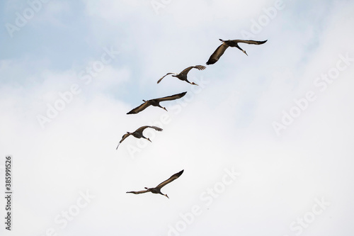 Korean winter migratory birds
