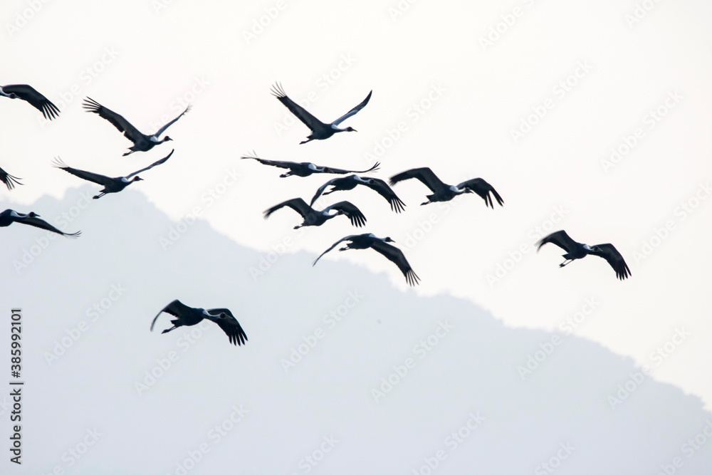 Fototapeta premium Korean winter migratory birds 