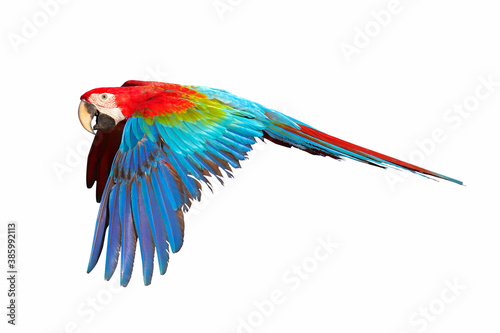 Green wing macaw parrot flying isolated on white.