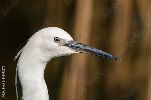 Little Egret Close Up Side Profile