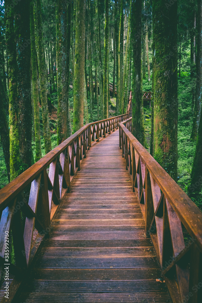 A peaceful walk through Alishan National Scenic Area in the beautiful mountains of Taiwan! A peaceful walk through Alishan National Scenic Area in the beautiful mountains of Taiwan!