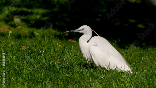 Little Egret Sitting on Grass © Ian