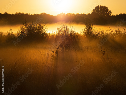 Morgensonne im Moor