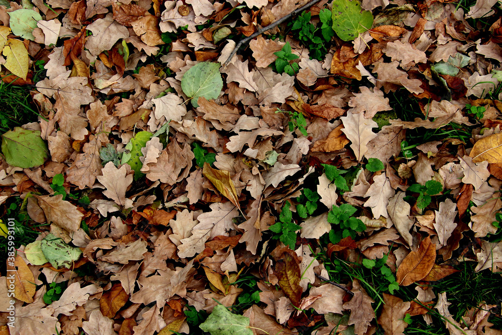 autumn leaves background autumn leaves background