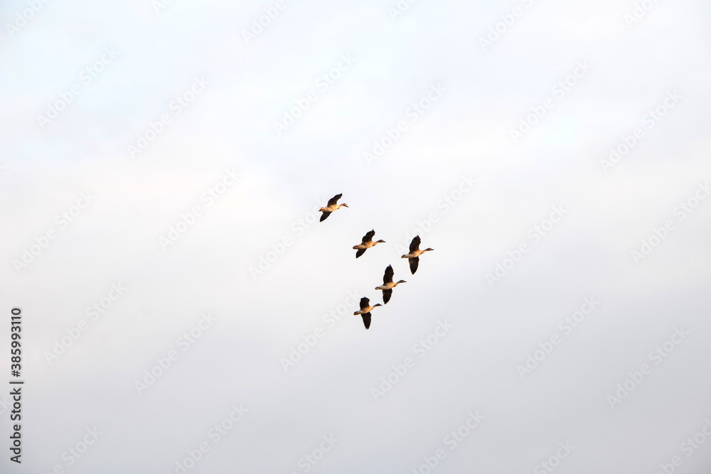 Korean winter migratory birds
