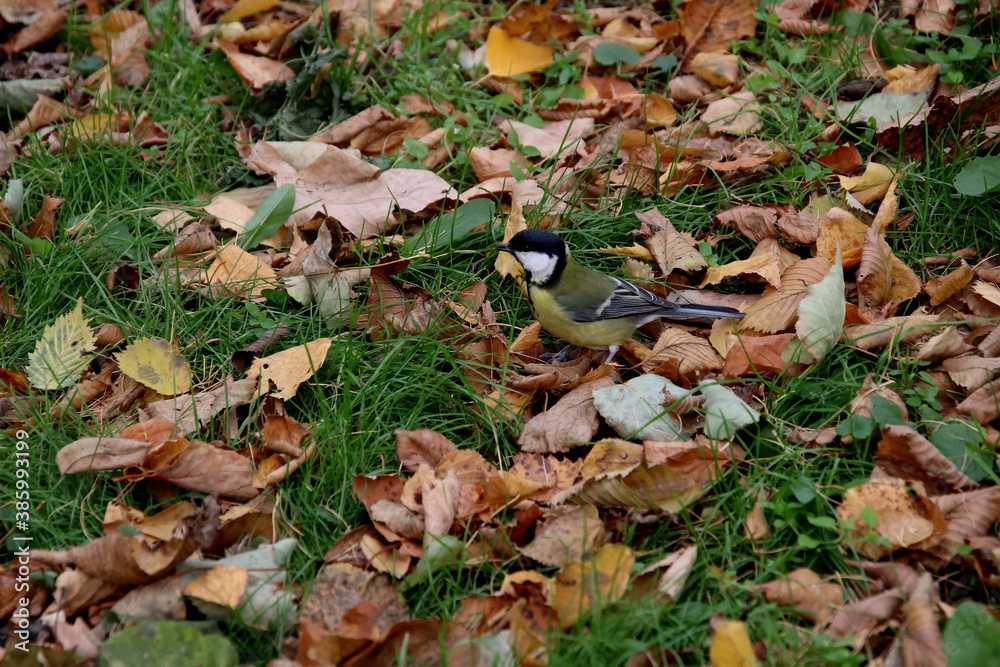 autumn leaves in the grass autumn leaves in the grass