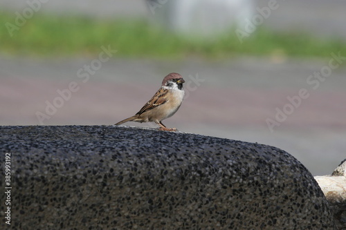 a little sparrow standing on the ground