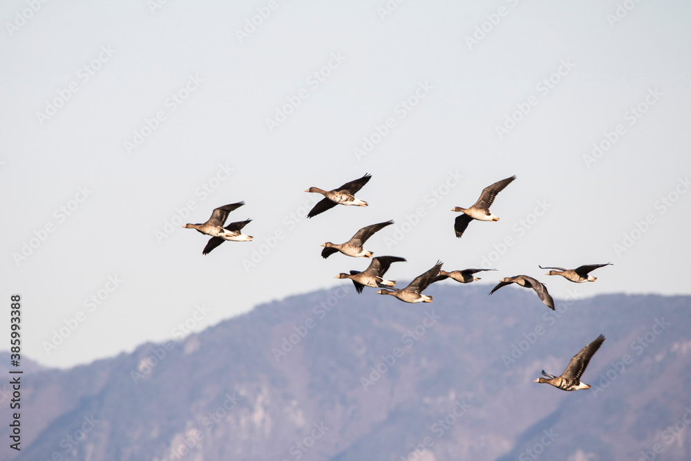 Korean winter migratory birds
