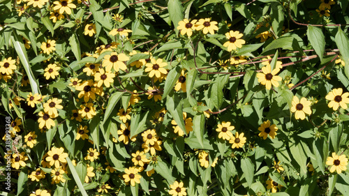 Obraz na plátně Rudbeckia triloba ou échinacée à trois feuilles, plante buissonnante aux petites