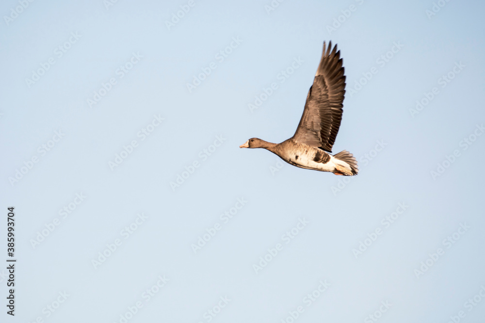 Fototapeta premium Korean winter migratory birds 