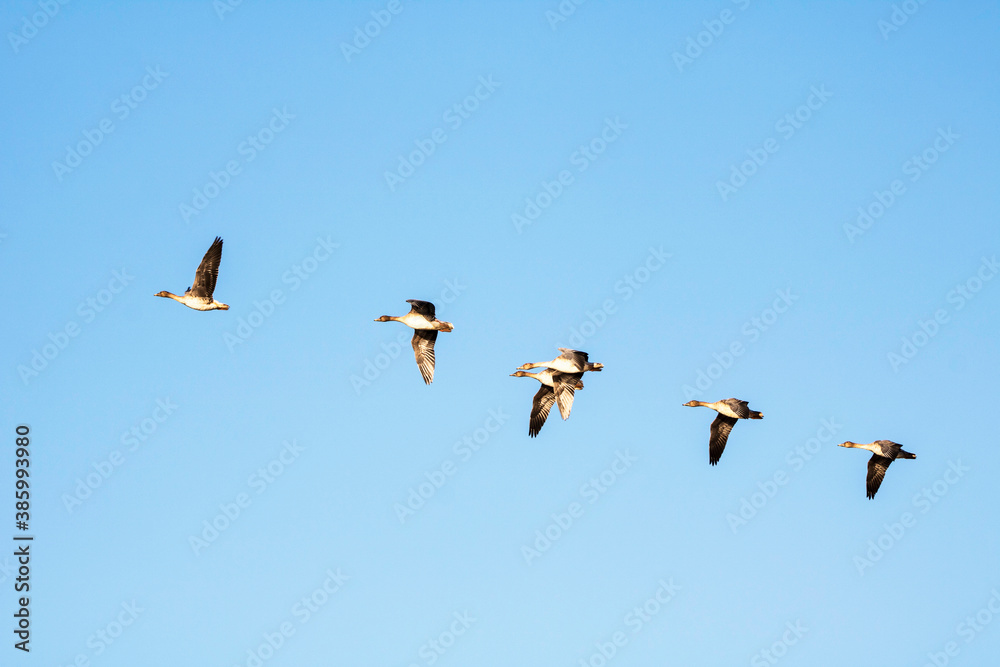 Korean winter migratory birds
Korean winter migratory birds