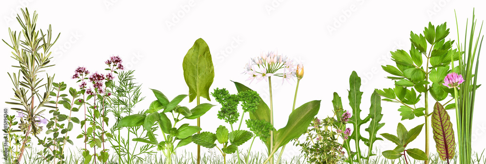 Meadow with many different kitchen herbs - obrazy, fototapety, plakaty 