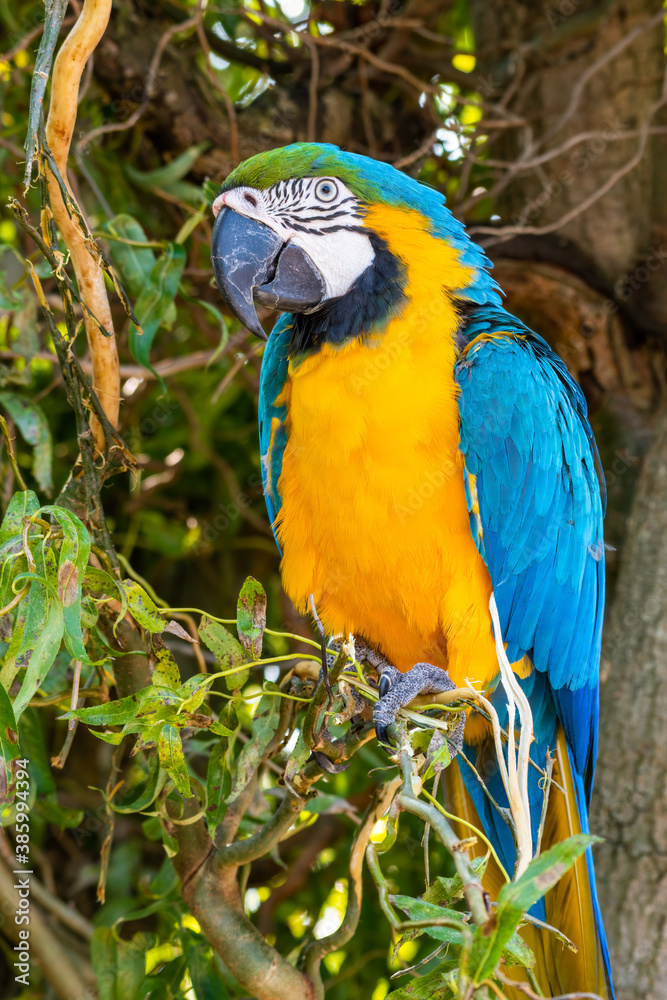Blue and Yellow Macaw Perched in a Tree Blue and Yellow Macaw Perched in a Tree