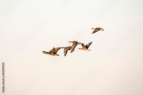 Korean winter migratory birds
