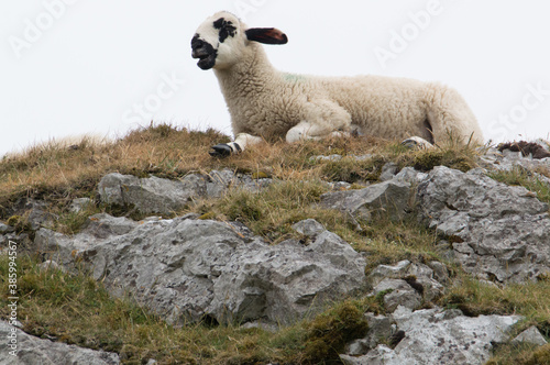 A lamb sat atop a roggy hill.