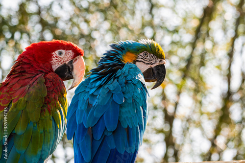 Red and Green and Yellow and Blue Macaw Sitting on a Perch Together © Ian
