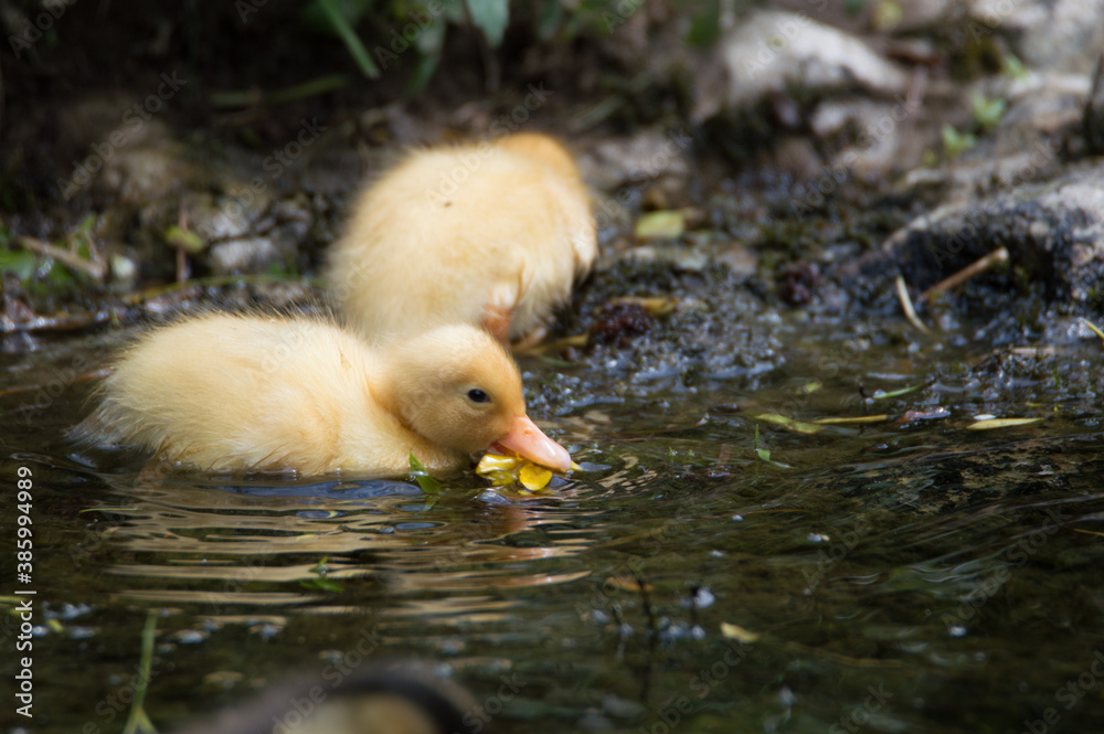 A cute yellow ducking swimming downstream in Yorkshire. A cute yellow ducking swimming downstream in Yorkshire.