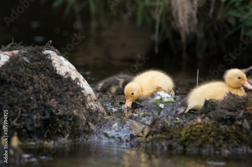 A cute yellow ducking swimming downstream in Yorkshire.  © Ben