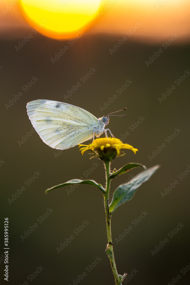a small white butterfly dries its wings early in the morning in a clearing in dew a small white butterfly dries its wings early in the morning in a clearing in dew