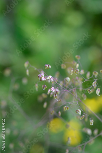 Common quaking grass