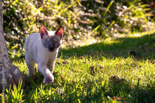 A white kitten with a dark muzzle and blue eyes walks cautiously in the garden on the grass, in the rays of the setting sun. © Andrei