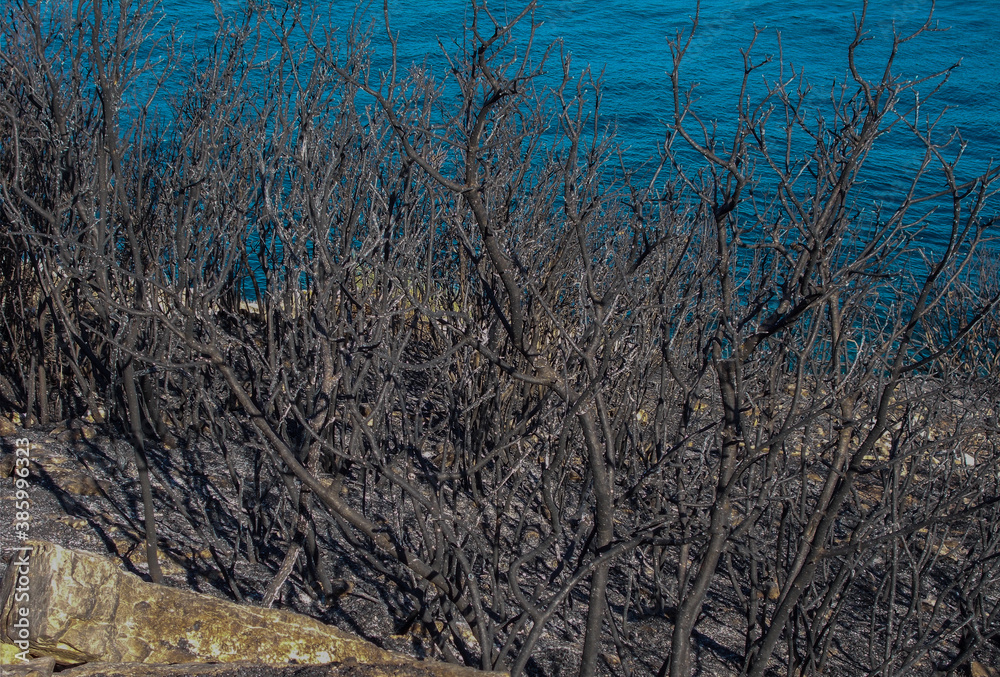 black soot burnt trees and bushes in a forest fire black soot burnt trees and bushes in a forest fire
