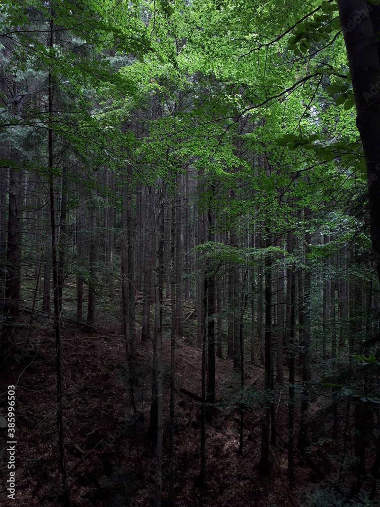 trees in the forest trees in the forest