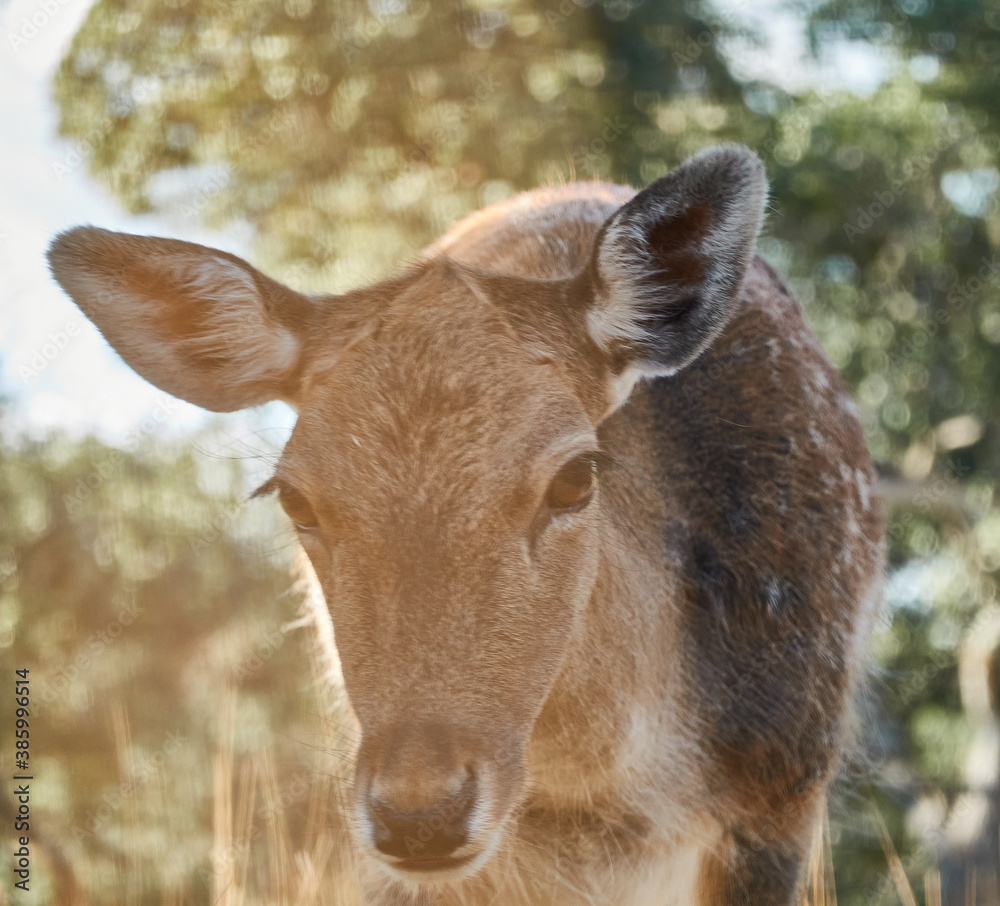 A fallow deer grazes during the bellowing in El Pardo. Madrid. Spain