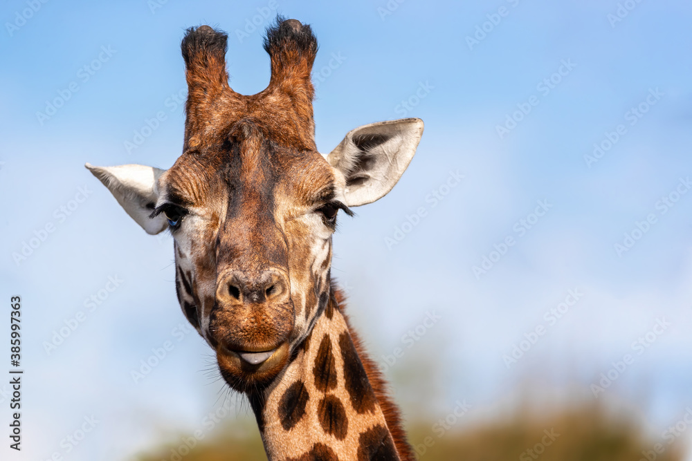 Fototapeta premium Rothschild’s giraffe with the tip of his tongue poking out