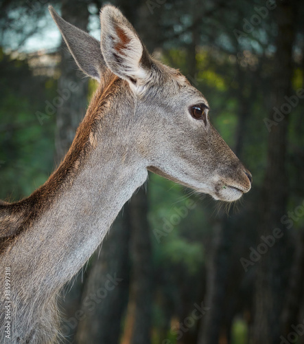 A fallow deer grazes during the bellowing in El Pardo. Madrid. Spain