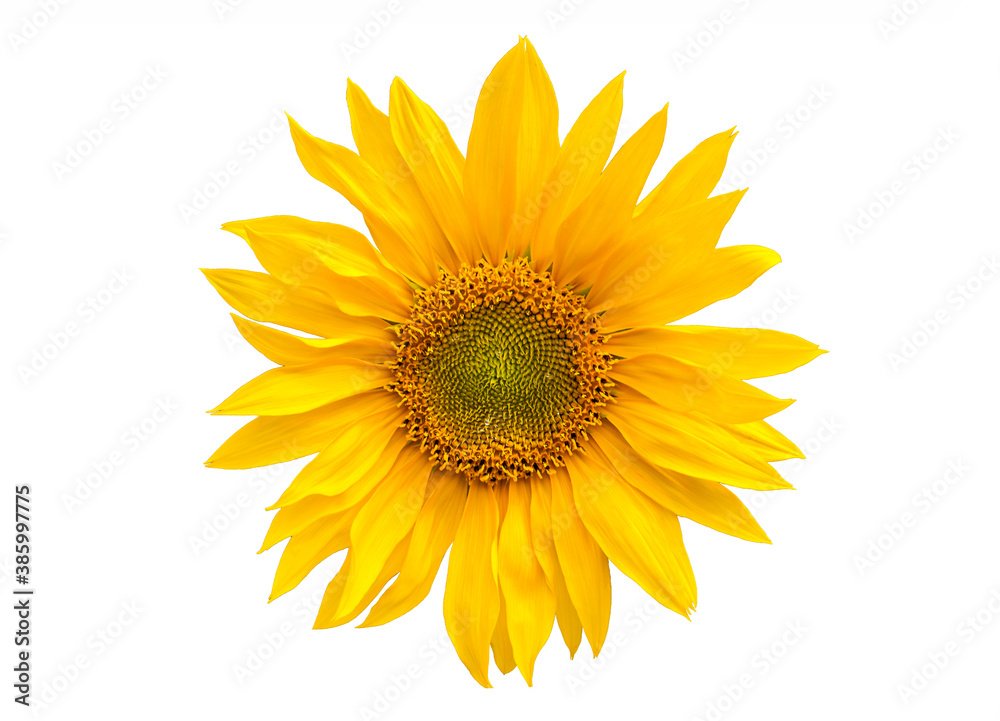 Fototapeta premium sun flower on white background